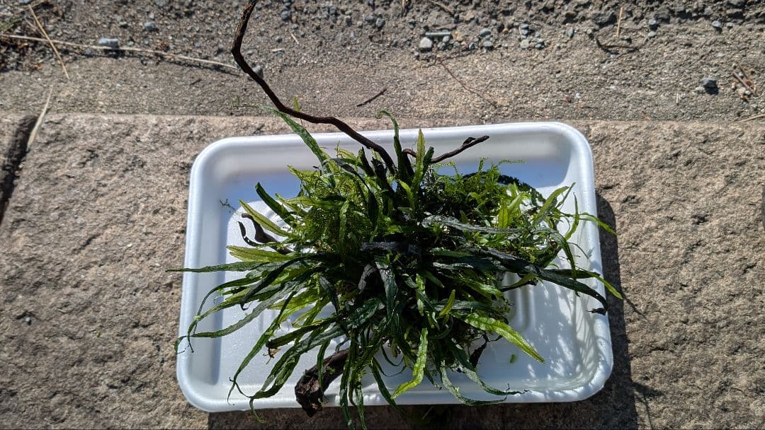 ミクロソリウム本ナロー大株、ウィーピングモス自然活着のとても特徴がある枝流木