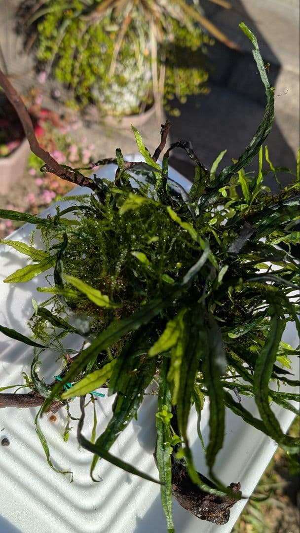 ミクロソリウム本ナロー大株、ウィーピングモス自然活着のとても特徴がある枝流木