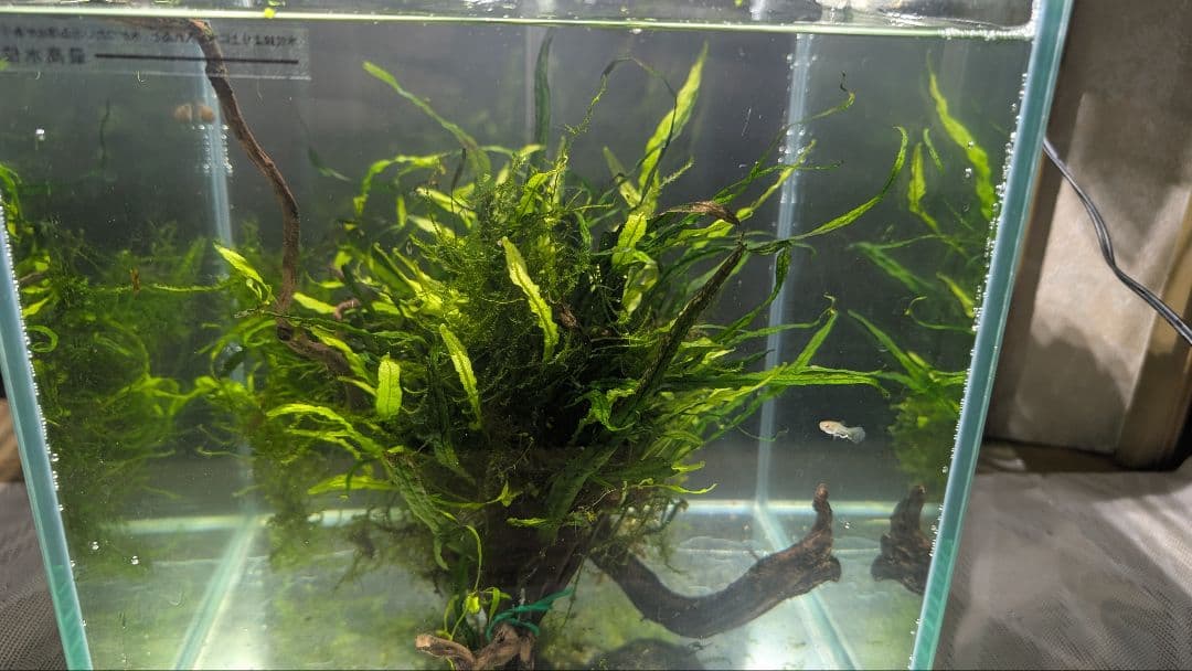 ミクロソリウム本ナロー大株、ウィーピングモス自然活着のとても特徴がある枝流木