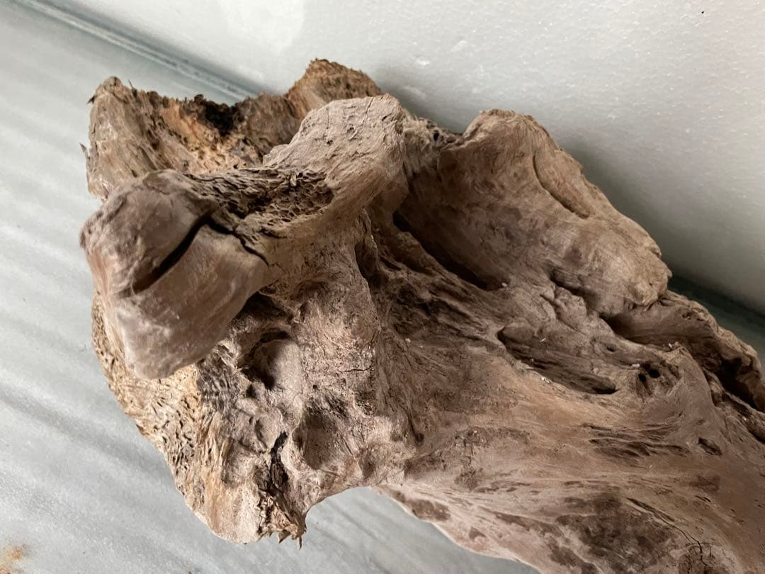 大型　☆アクアリウム　生花　テラリウム 爬虫類　天然流木 ホーンウッド　⭐︎