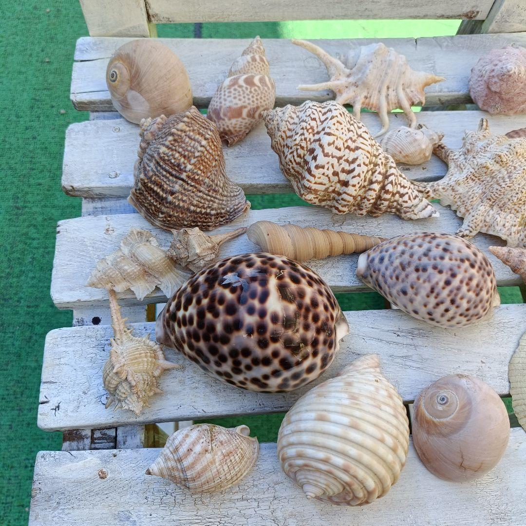 貝殻セット ホシタカラガイ ほら貝など