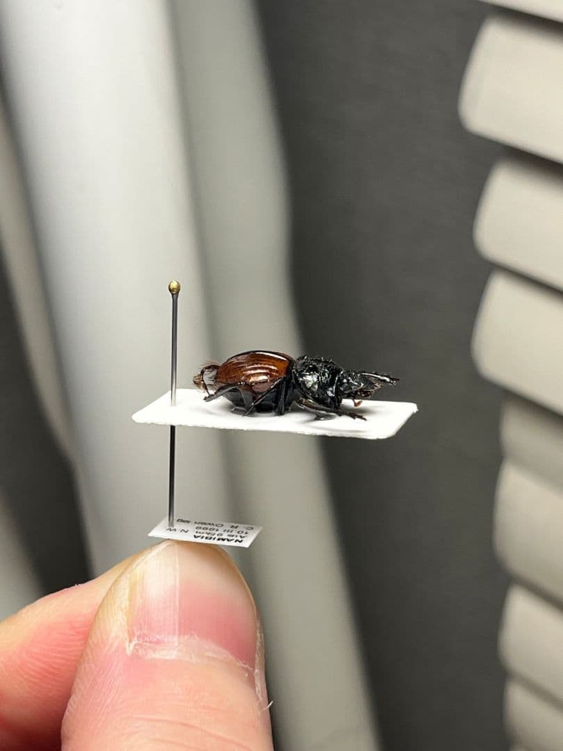 【属内入門種】Pachysoma denticollis パキソマ フンチュウ