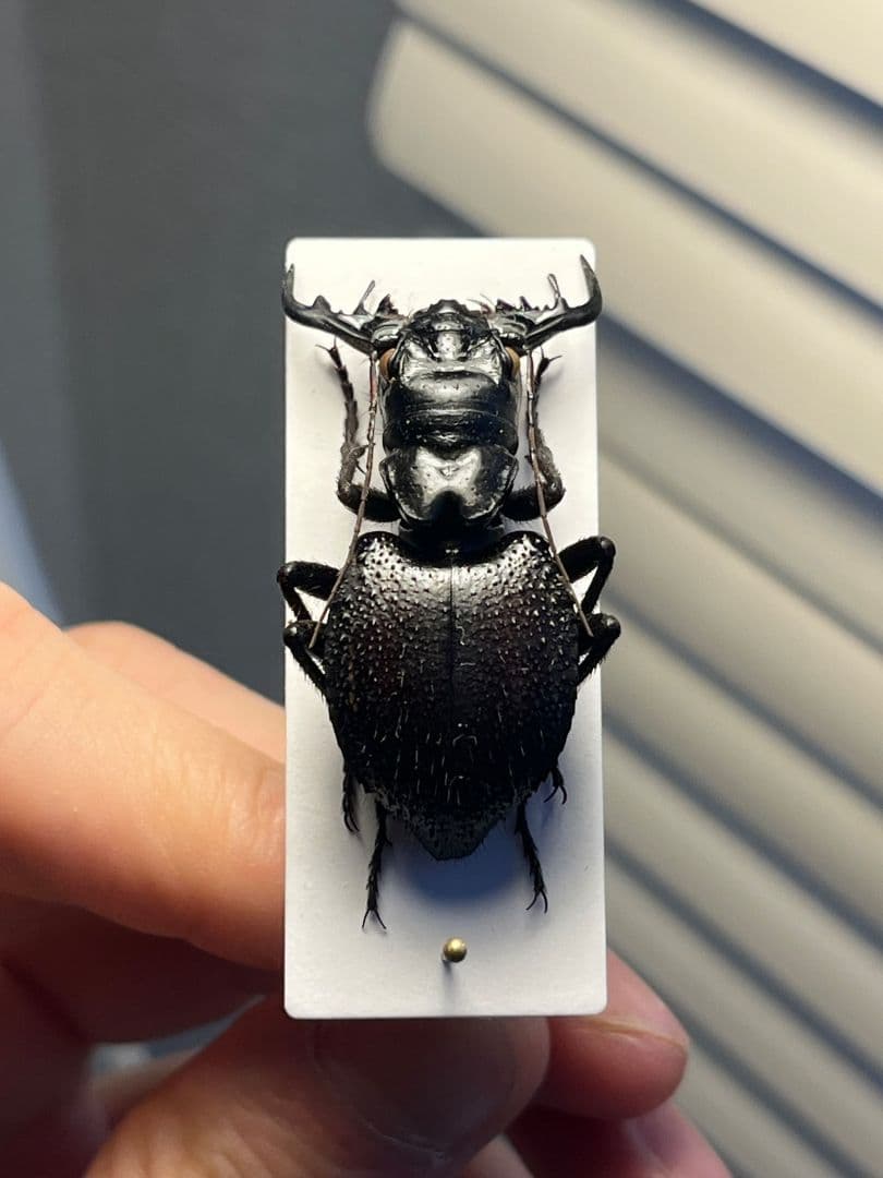 【大閻魔斑猫希少種】オオエンマハンミョウ Manticora 産 昆虫標本