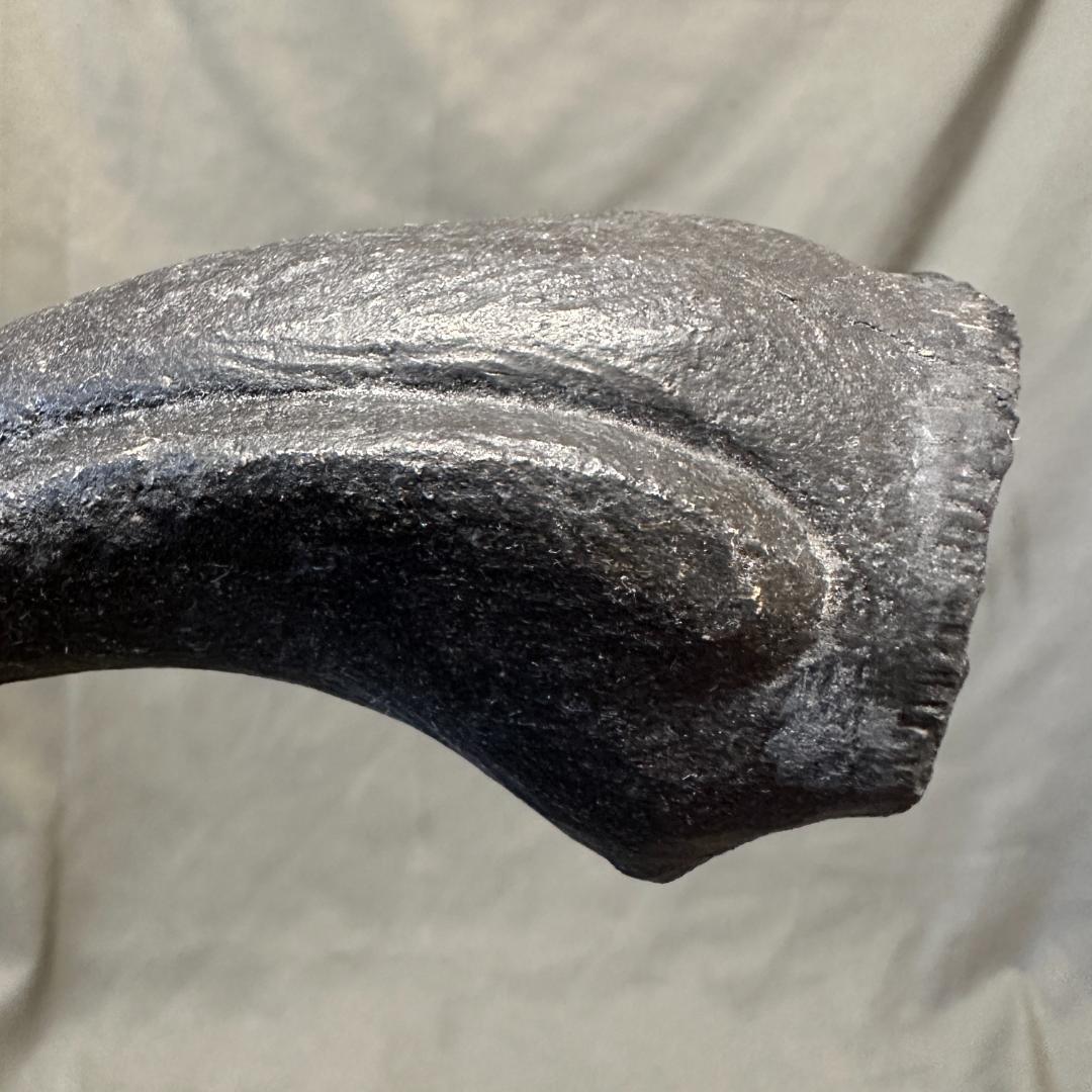 カルカロドントサウルス フットクロウ かぎ爪 化石 肉食恐竜 獣脚類 1515