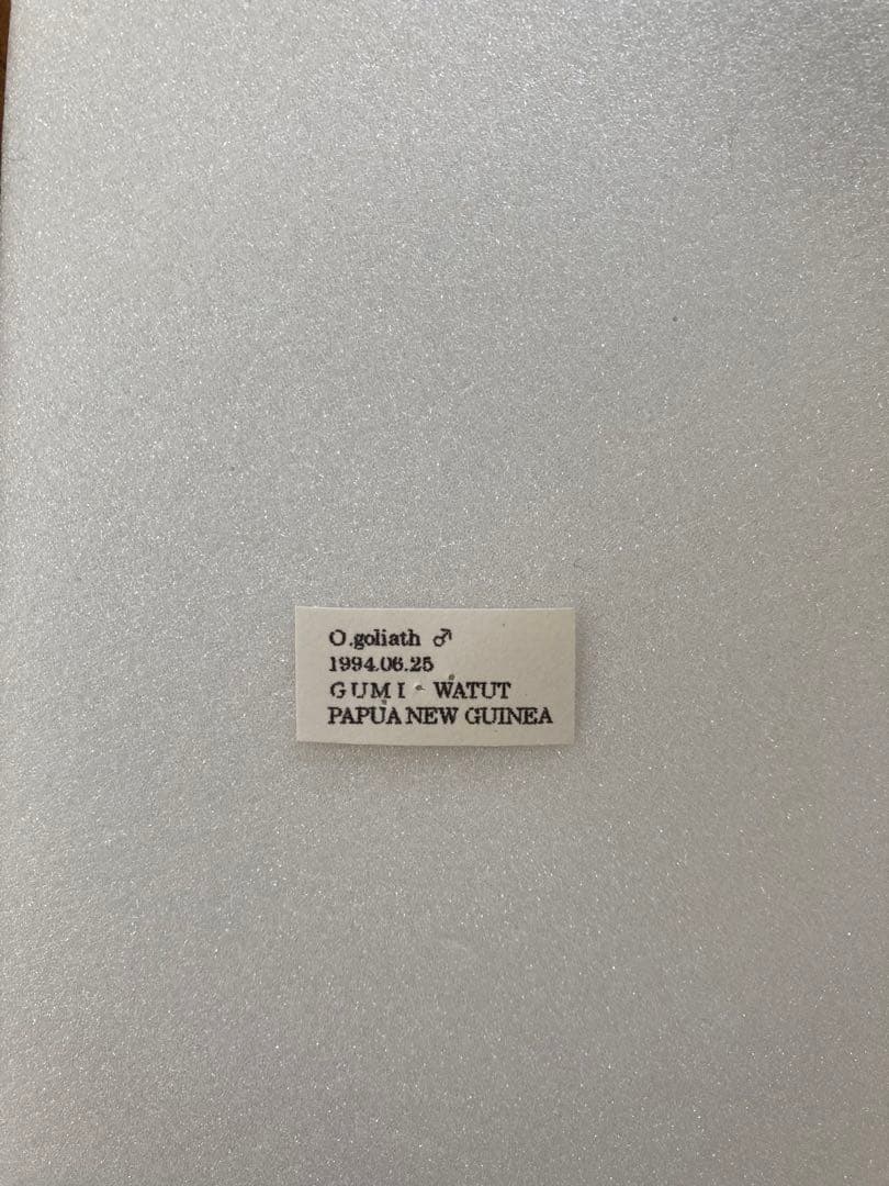 【1ペア】ゴライアストリバネアゲハ（パプアニューギニア産）