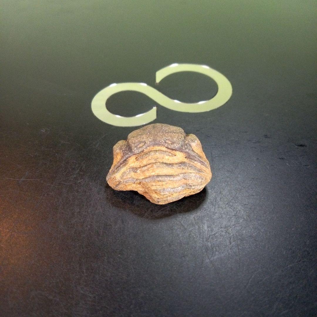 三葉虫　南米産　化石　fossil　ボリビア産　trilobite　南米化石郡④