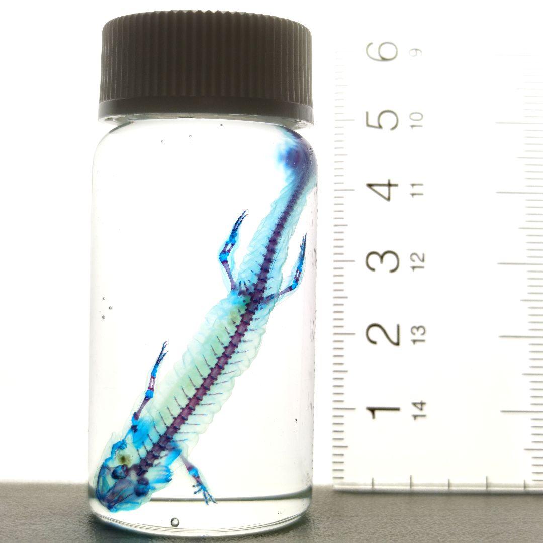 【1点物】極美品☆極希少 透明骨格標本 ハコネサンショウウオ 幼体 約50mm