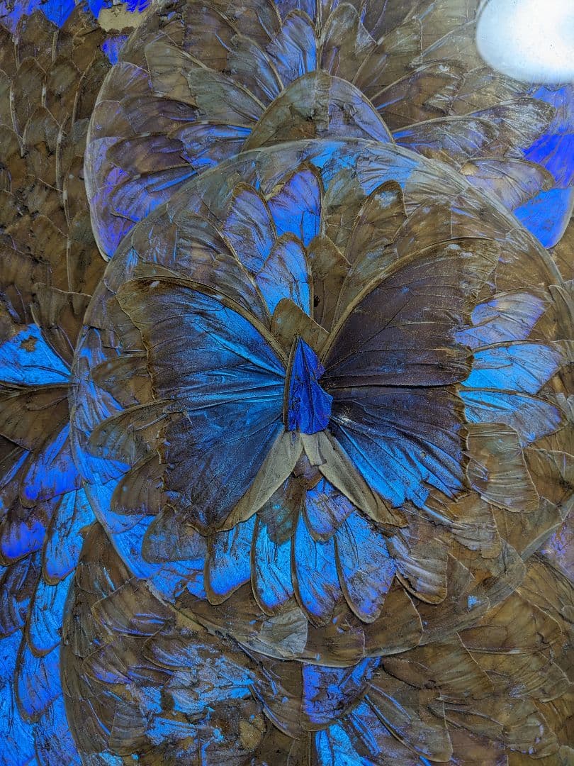 モルフォ蝶額/絵画