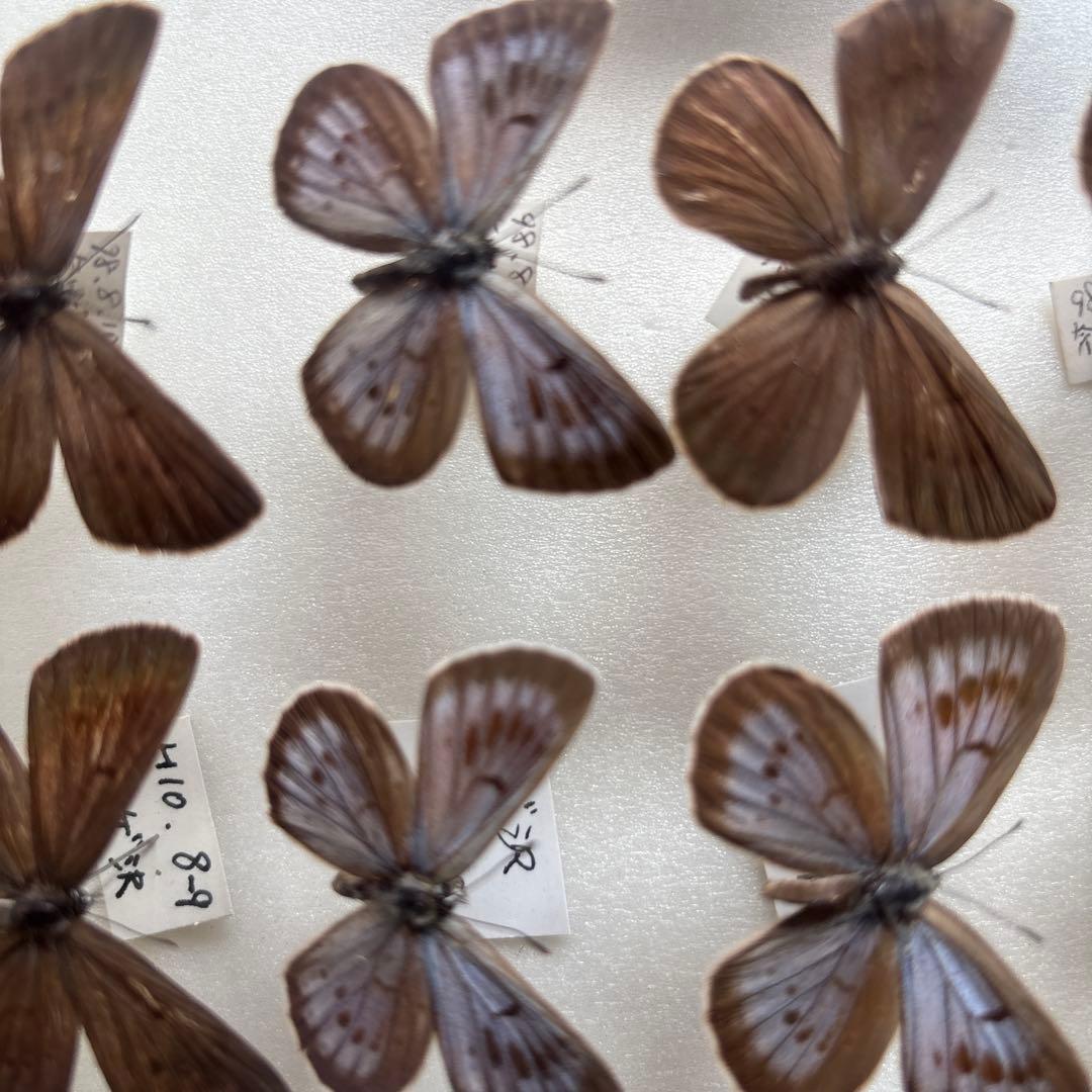 蝶の標本 木製フレーム41✖️51cm