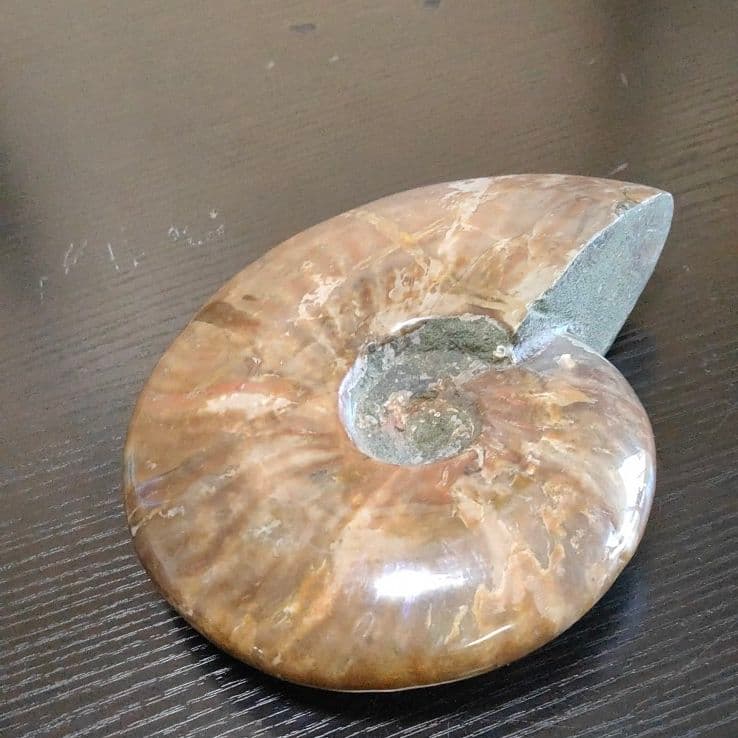 超大型マダガスカル産 アンモナイト化石