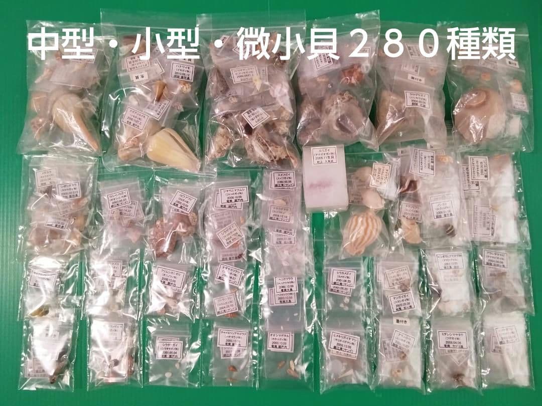 鹿児島県内で採集した「中型・小型・微小貝の貝殻２８０種類」