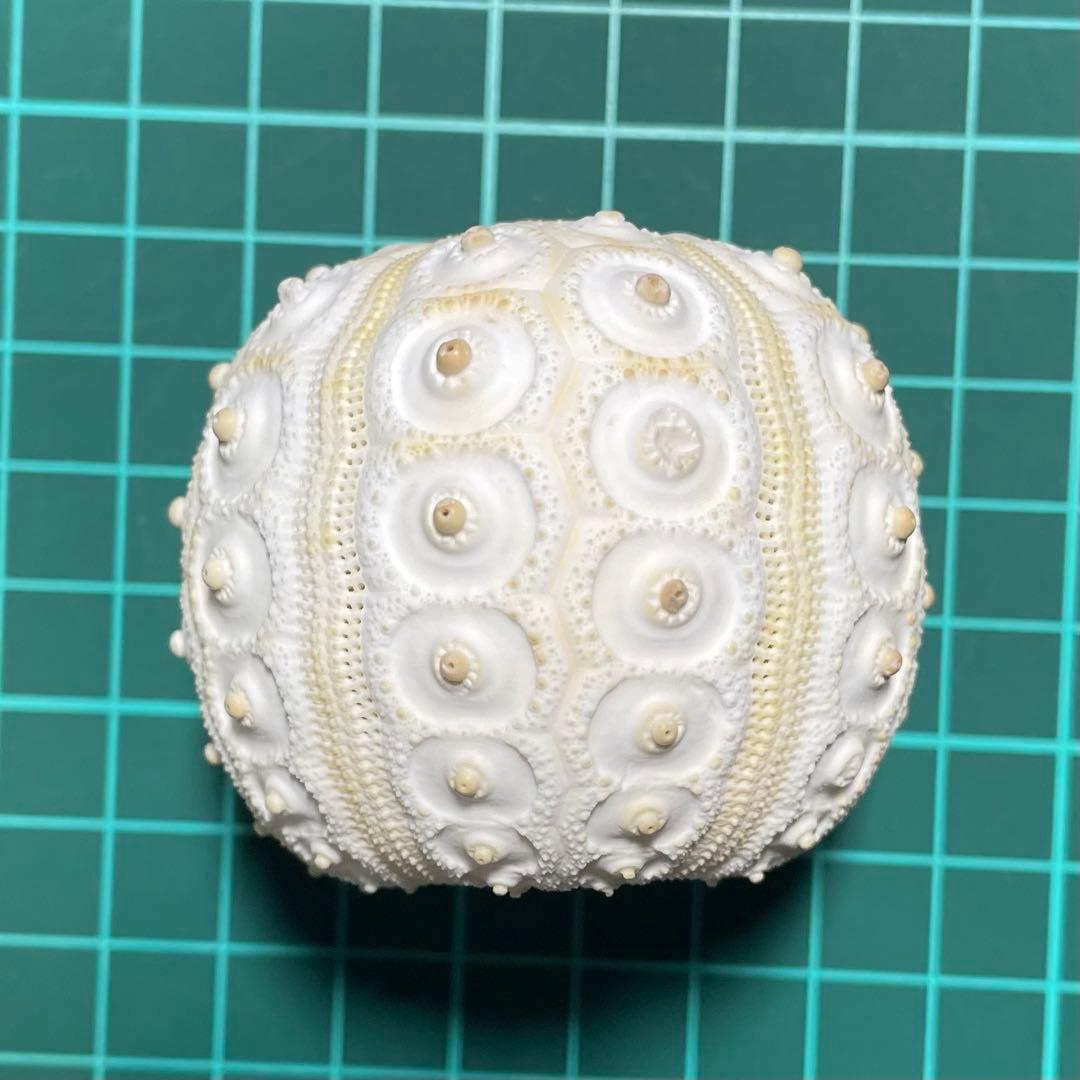 コウテイウニ　ウニの殻