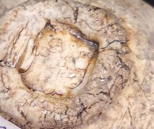 泉田之也　湯呑2点セット