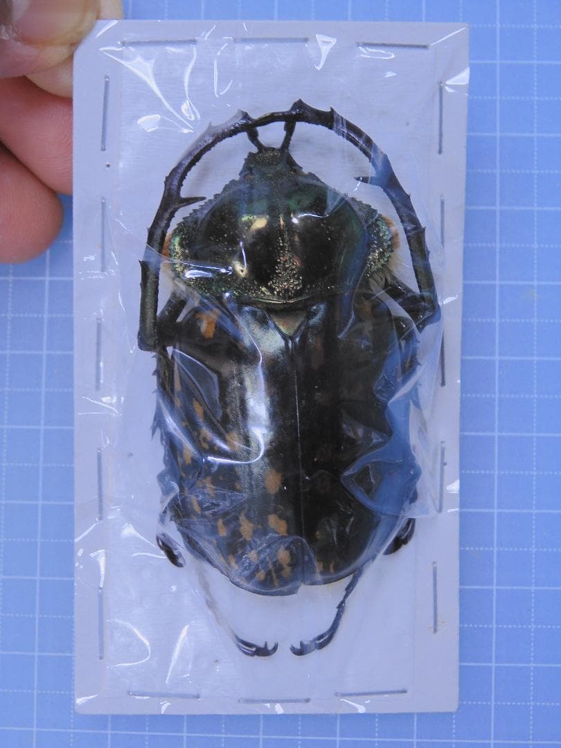 標本 Cheirotonus formosanus 54mm