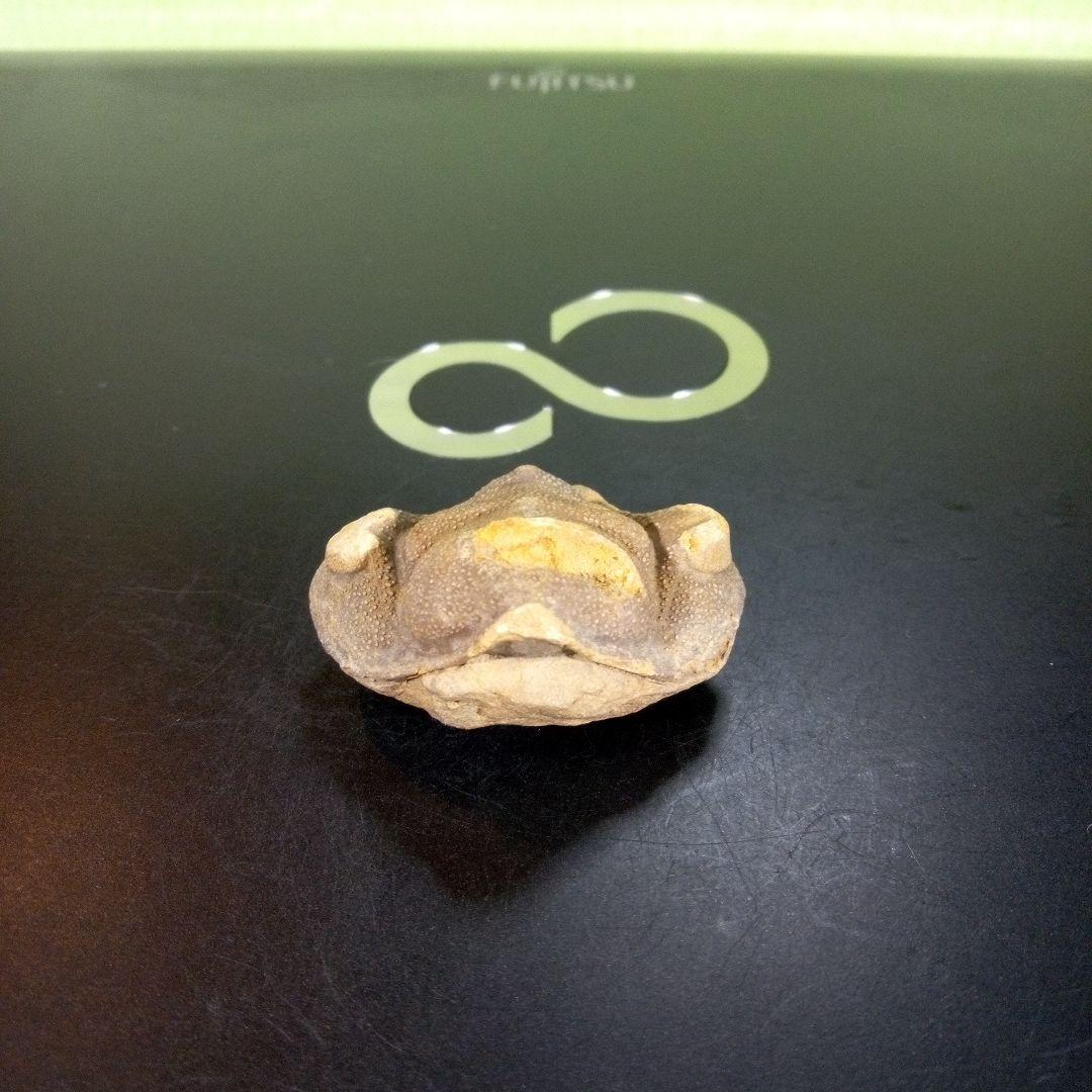 三葉虫　南米産　化石　fossil　ボリビア産　trilobite　南米化石郡①