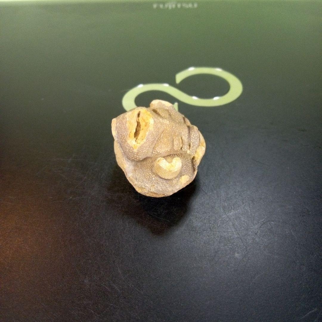 三葉虫　南米産　化石　fossil　ボリビア産　trilobite　南米化石郡①