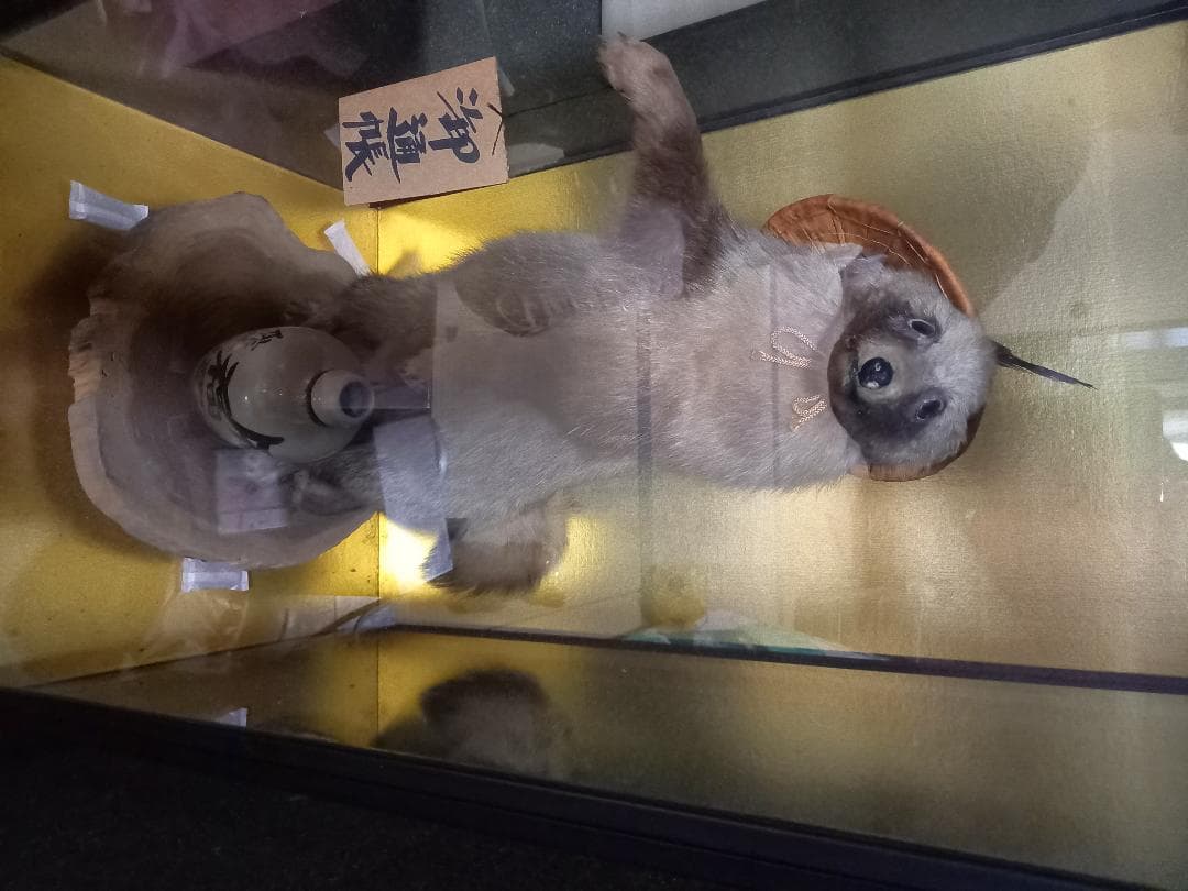 たぬきの剥製　置物