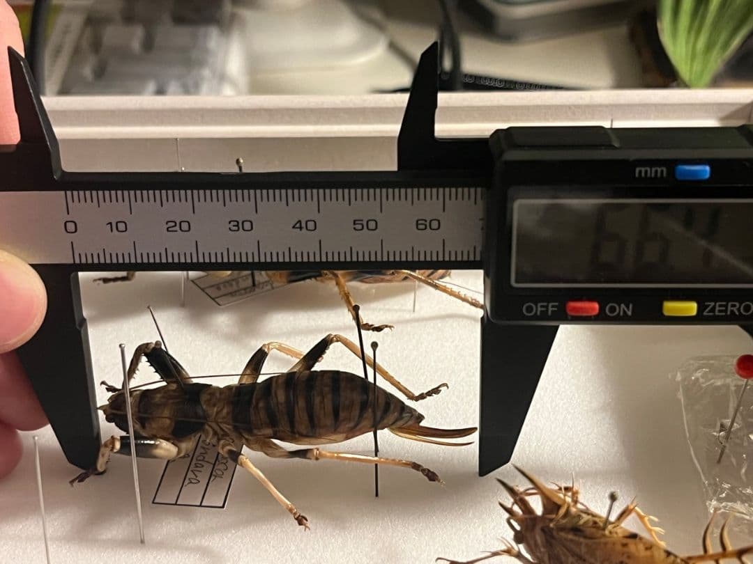 【美麗♀】ロブスターキリギリス マッチョキリギリス コロギス リオックナナ　標本