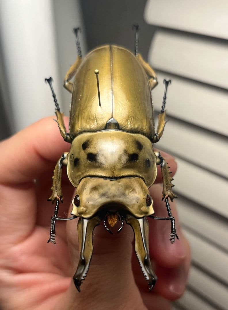 【75mm】モセリオウゴンオニクワガタ Allotopus　昆虫標本