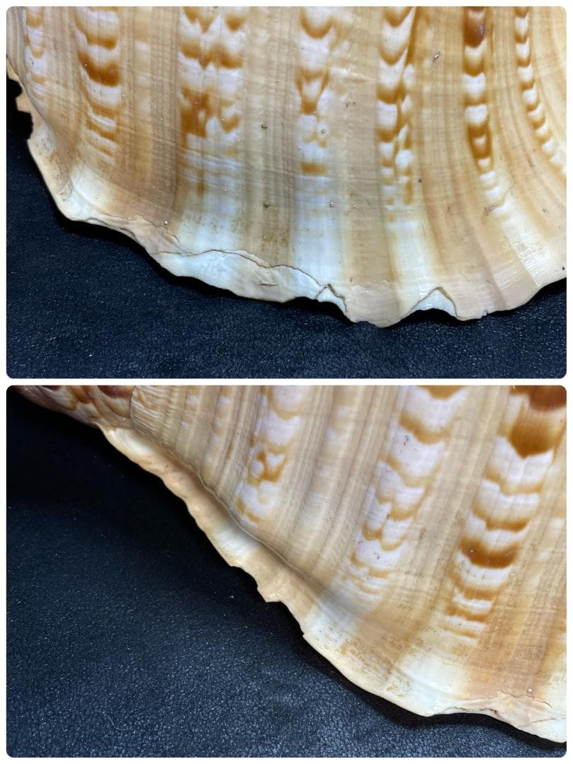 法螺貝　特大ホラ貝　新鮮な法螺貝　大きいサイズ　K001005