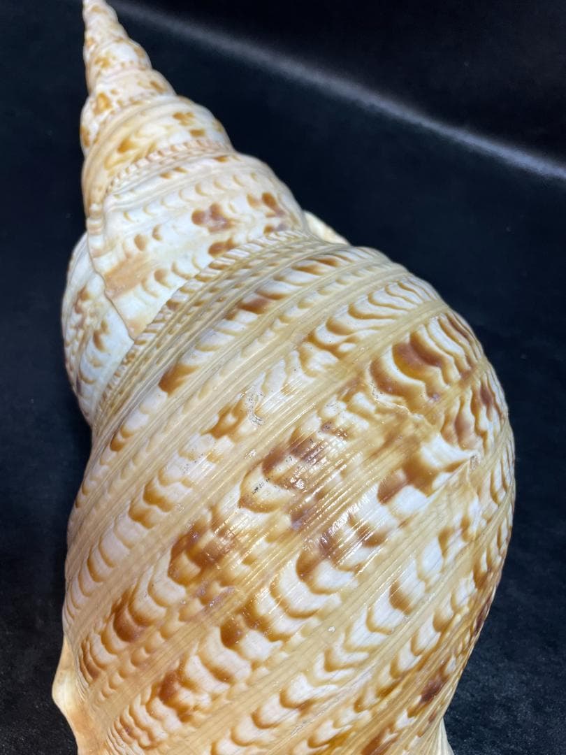 法螺貝　特大ホラ貝　新鮮な法螺貝　大きいサイズ　K001005