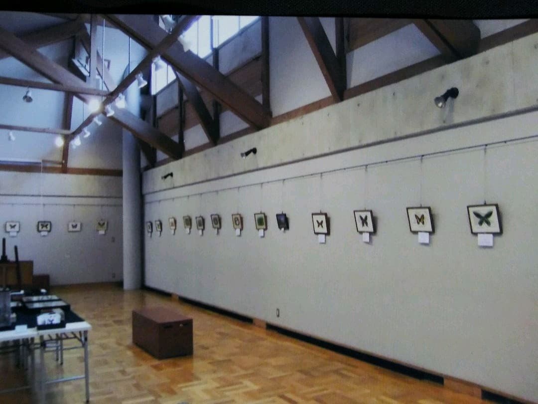 ザルモキスオオアゲハ