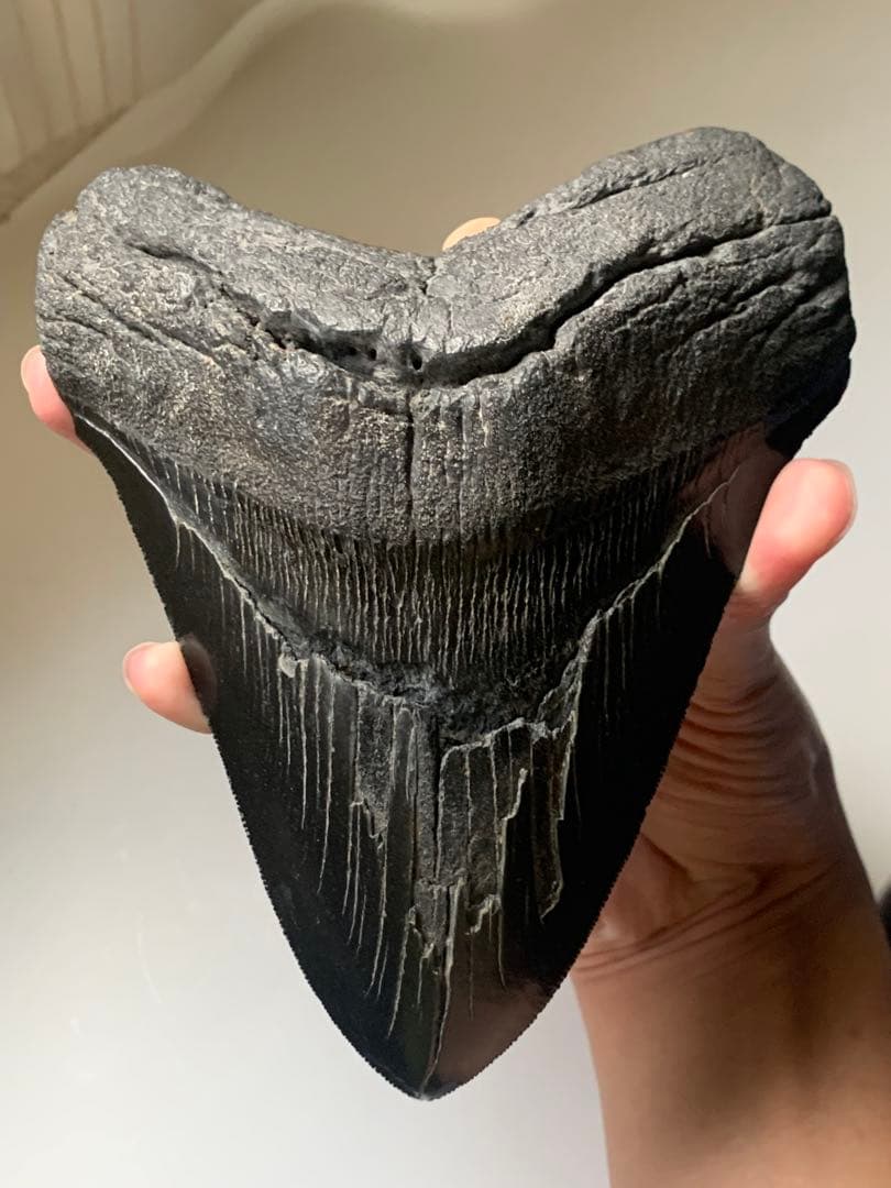 最大級　メガロドン　化石　サメの歯　463g　隕石　恐竜　爪　牙　三葉虫　骨
