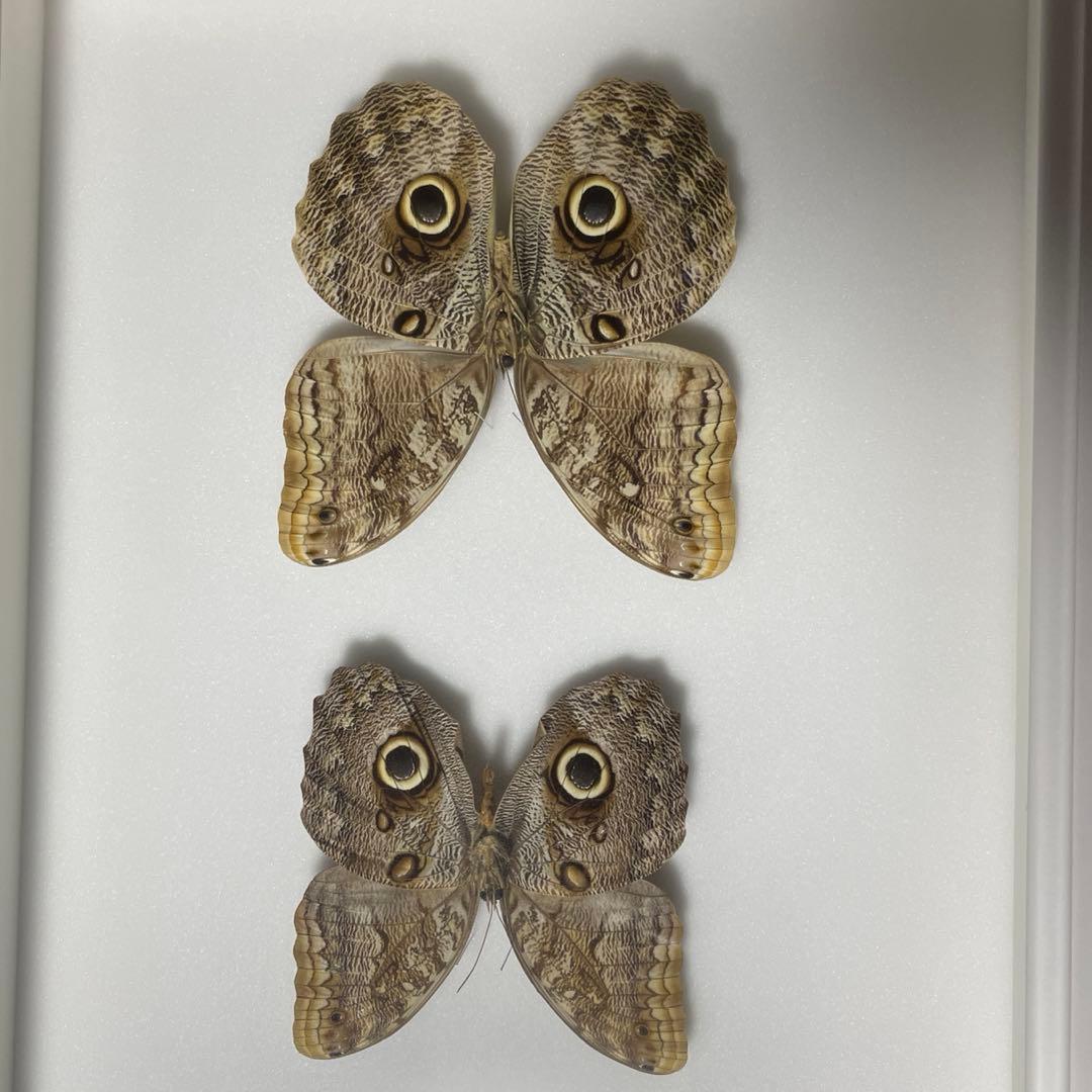 フクロウチョウ　額入り