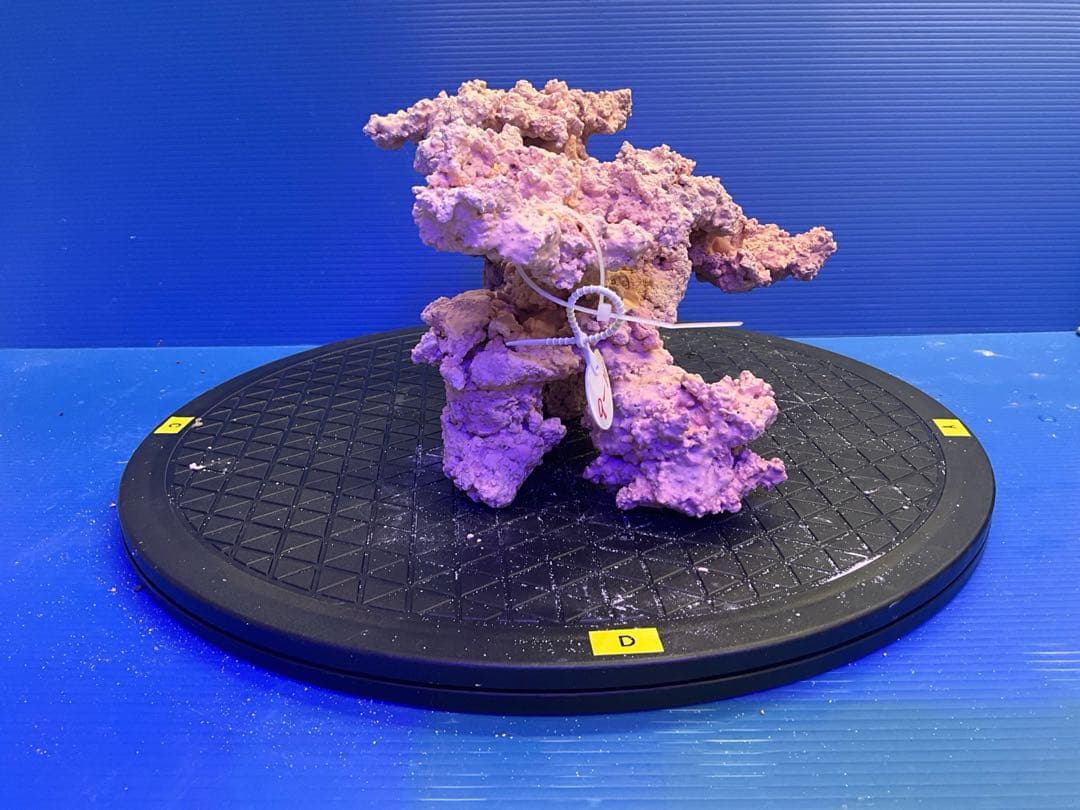 人工ライブロック　No.9-10 無害化処理済