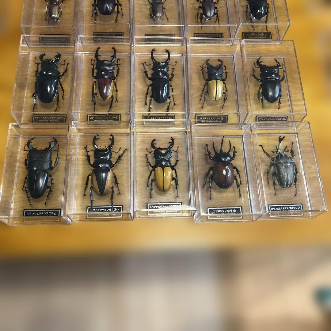 ディアゴスティーニ　世界の昆虫　全64種　コンプリート　クワガタ　カブトムシ