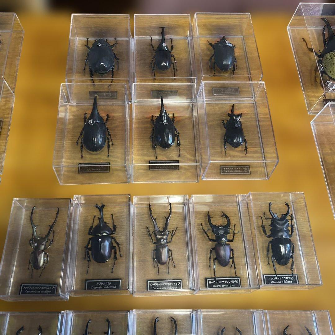 ディアゴスティーニ　世界の昆虫　全64種　コンプリート　クワガタ　カブトムシ