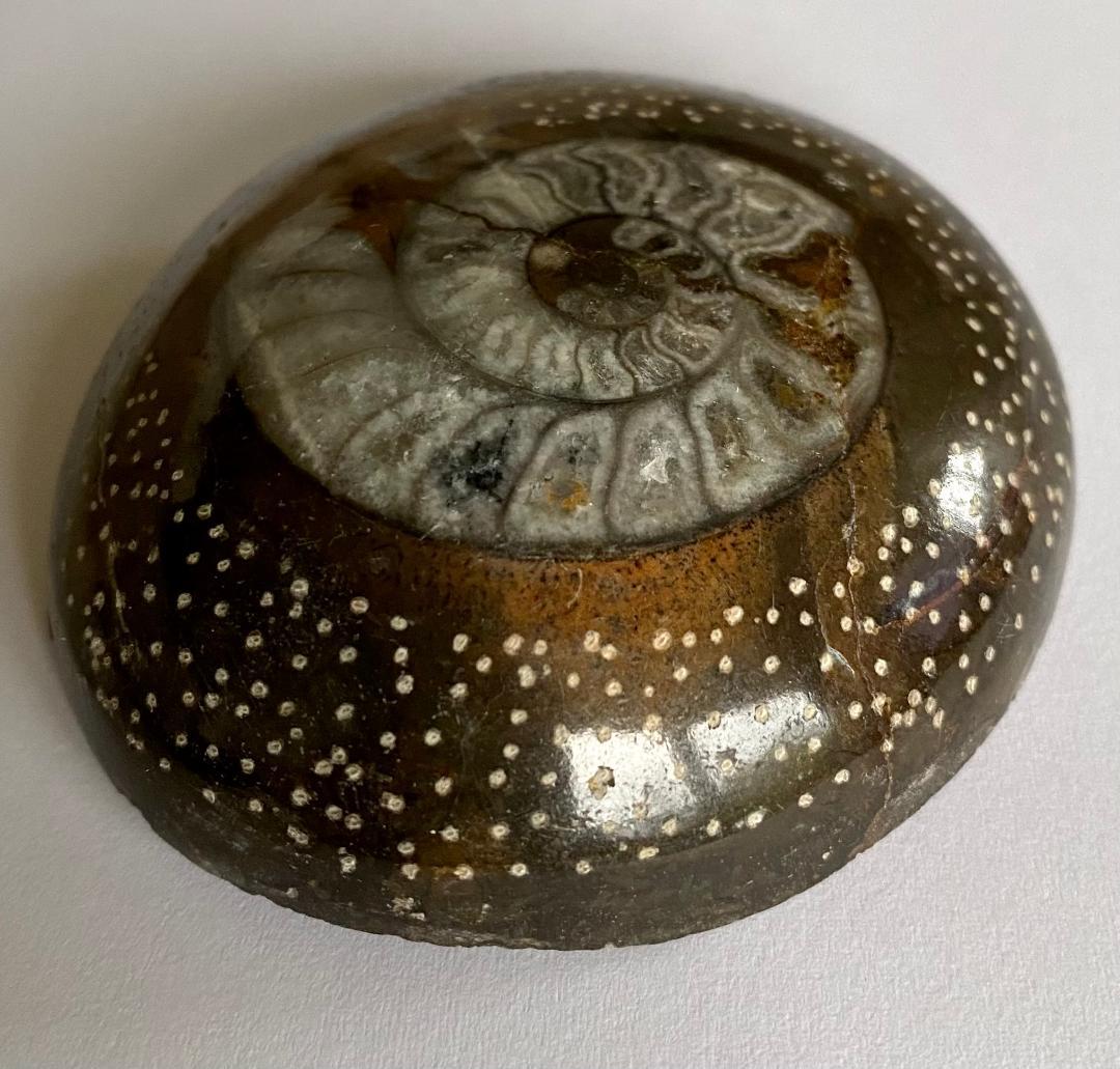 モロッコ産　アンモナイト　化石　⑰