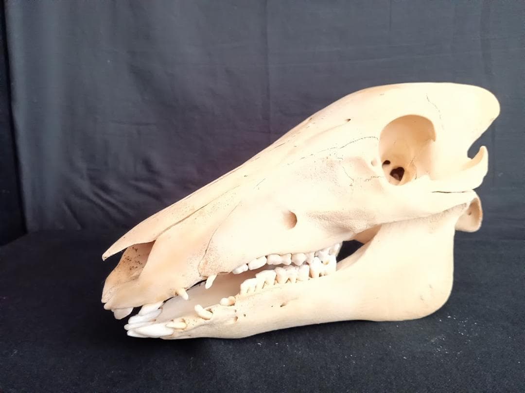 【お買い得】種名イノシシ　♂　２５Kg　頭骨～尾椎　骨格標本