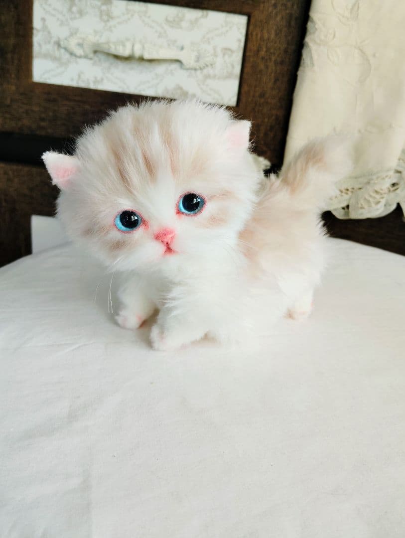 ラピ様御予約❤️よちよちあんよ♡短足ころころボディ♡マンチカン子猫ちゃん♡