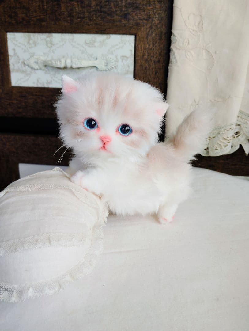 ラピ様御予約❤️よちよちあんよ♡短足ころころボディ♡マンチカン子猫ちゃん♡