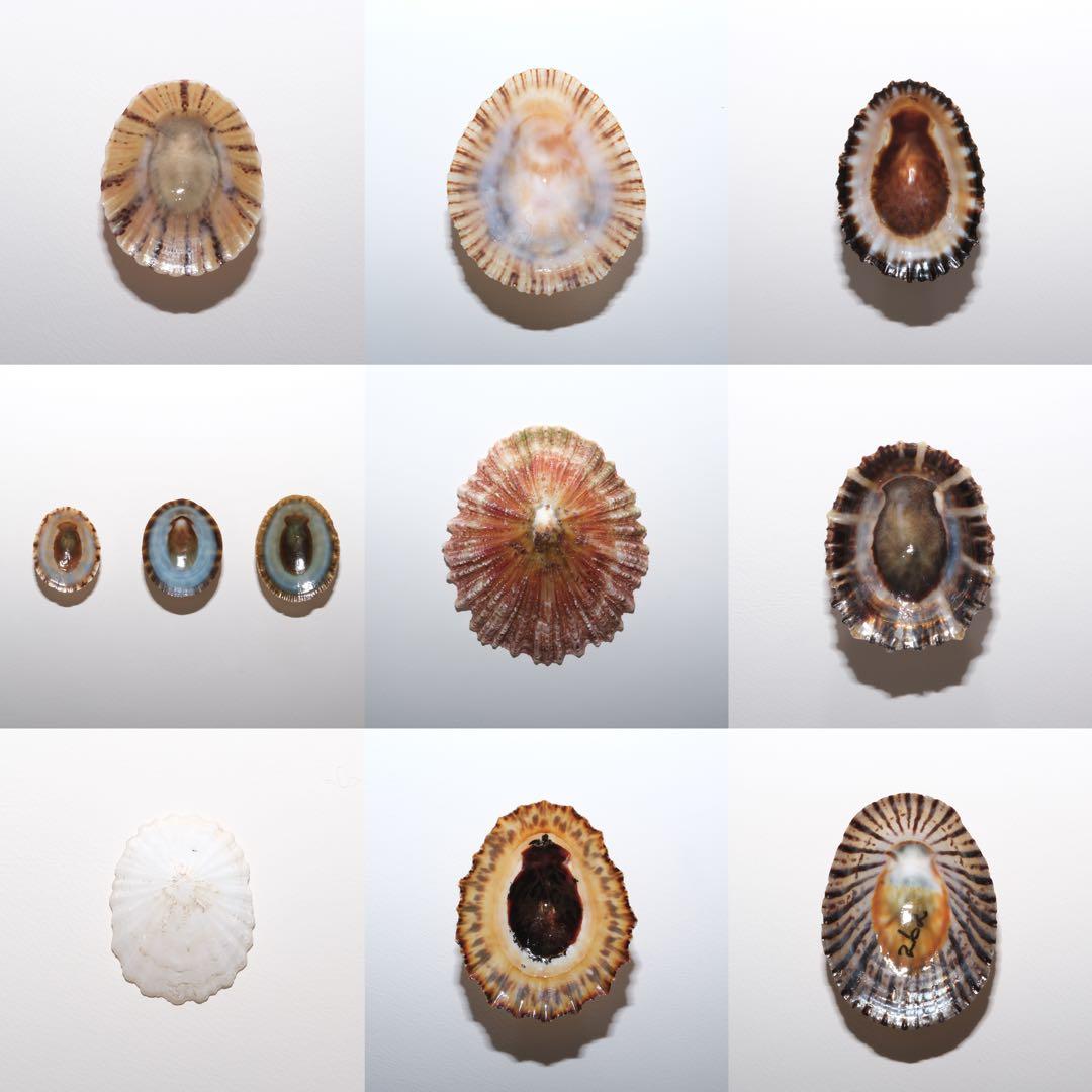 貝殻　自然標本　カサガイ　二枚貝