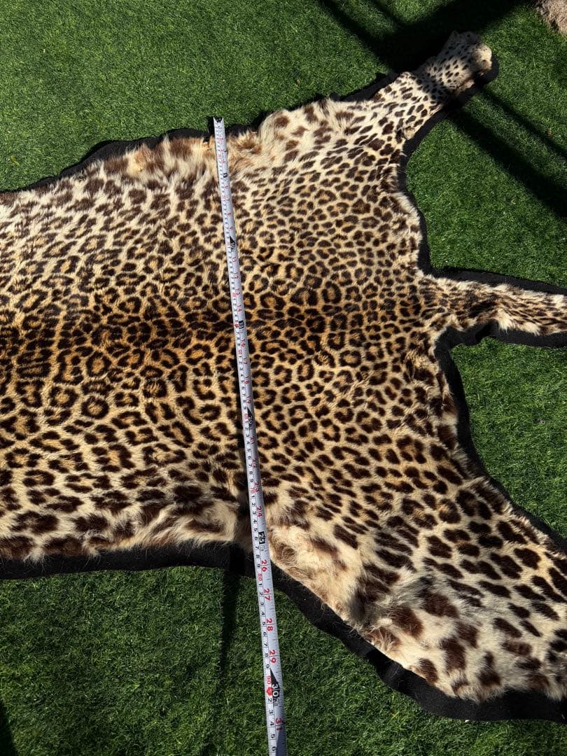 ヒョウの剥製 大型