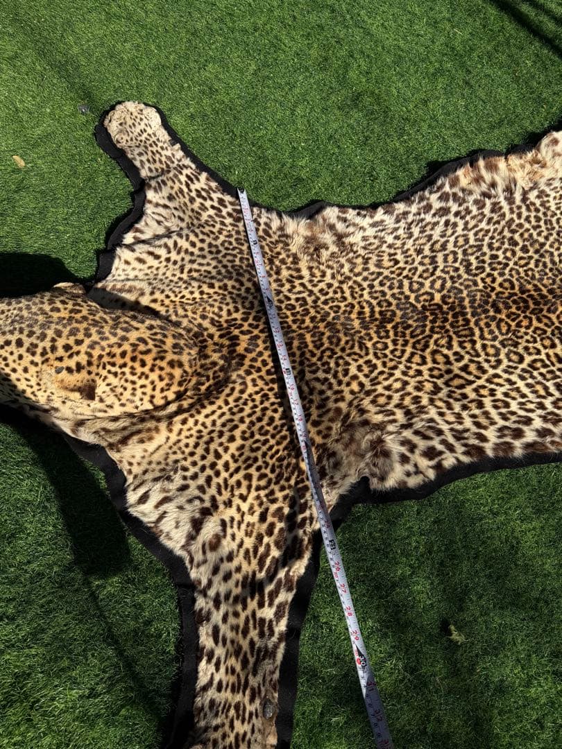 ヒョウの剥製 大型