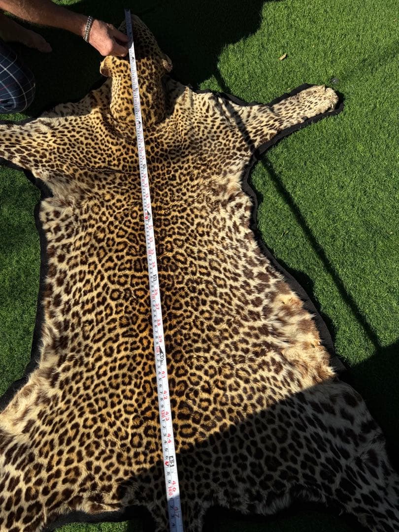 ヒョウの剥製 大型