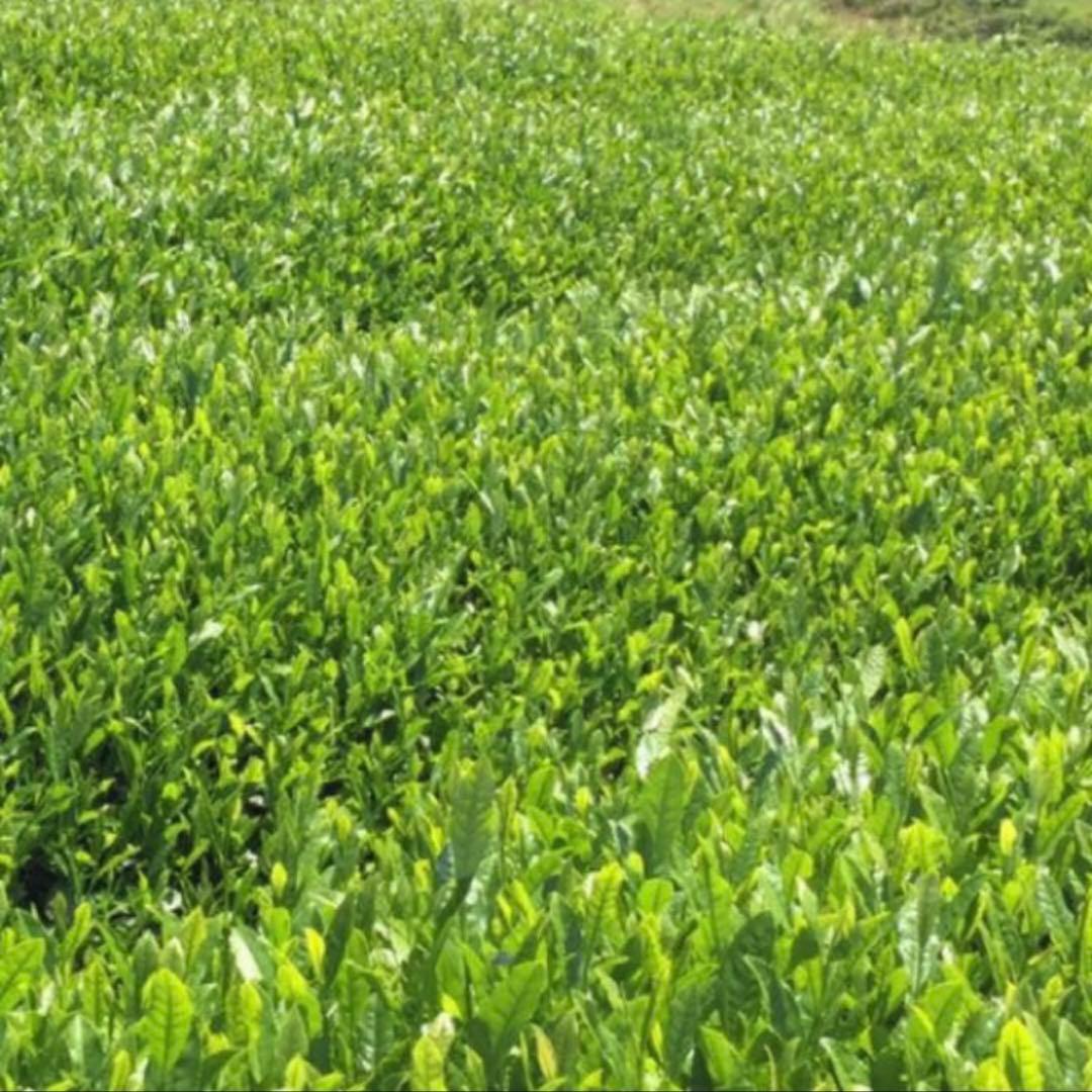 八女茶，緑茶(特上煎茶)1000円10袋 ライラ(午前中着)