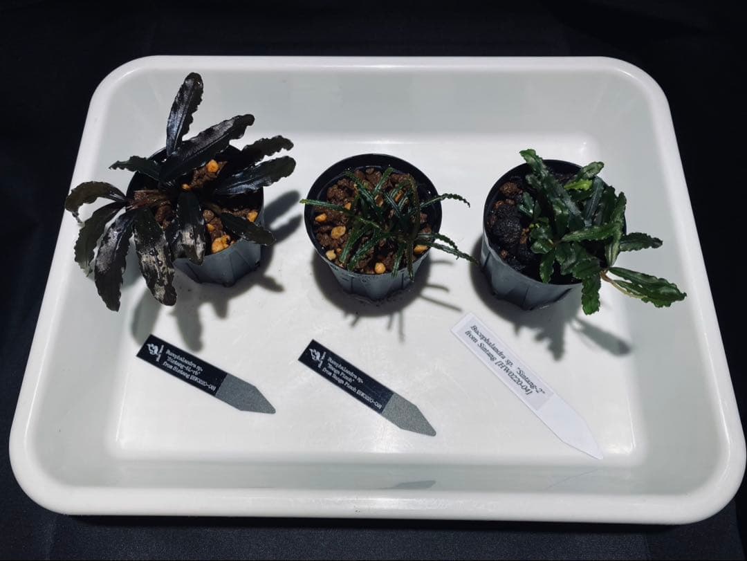 KEN010【 HW便】Bucephalandraセット