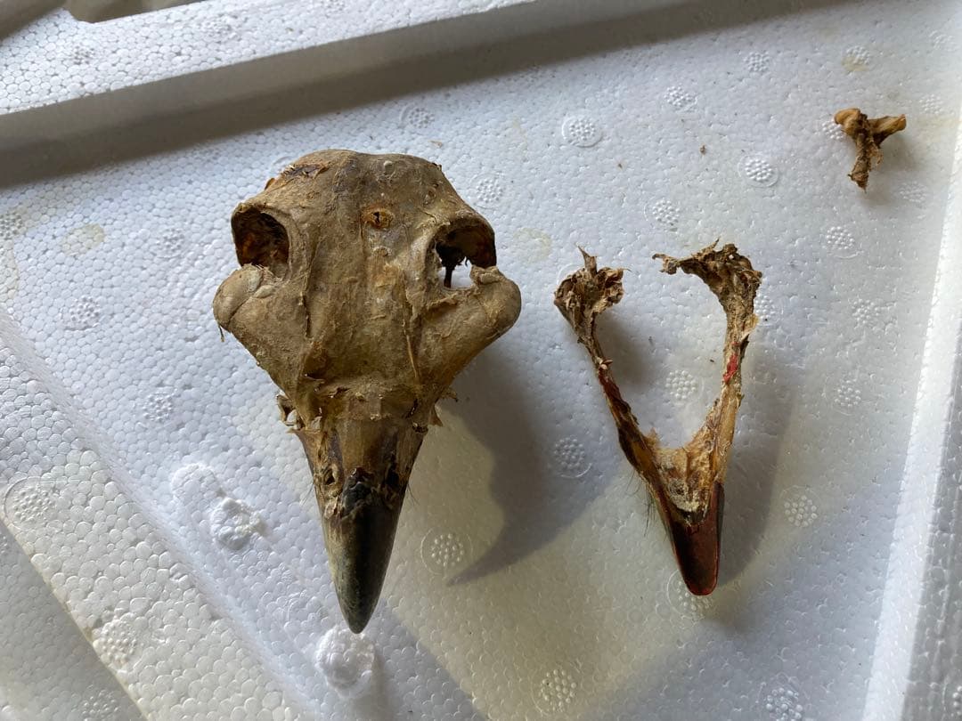 クマタカの頭骨