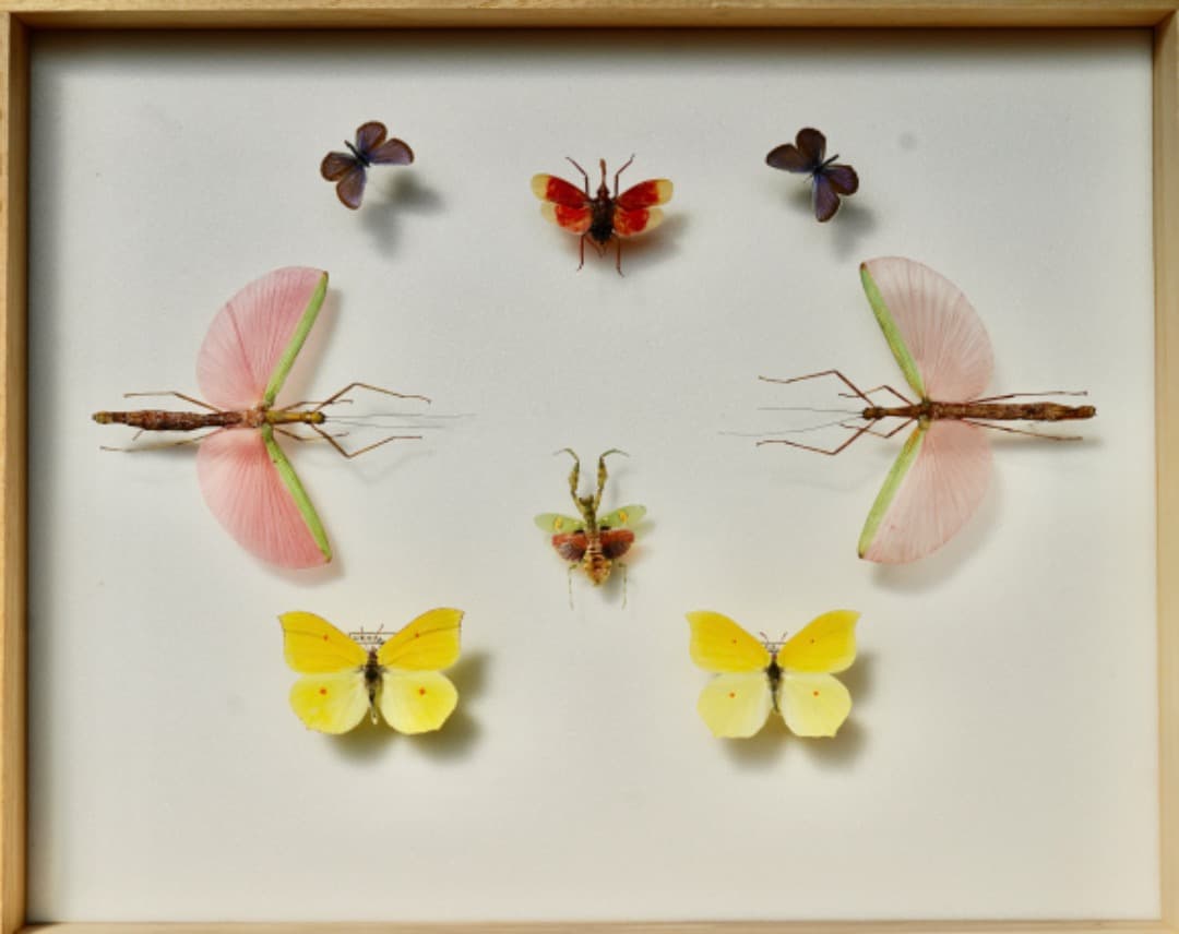 蝶と昆虫の標本