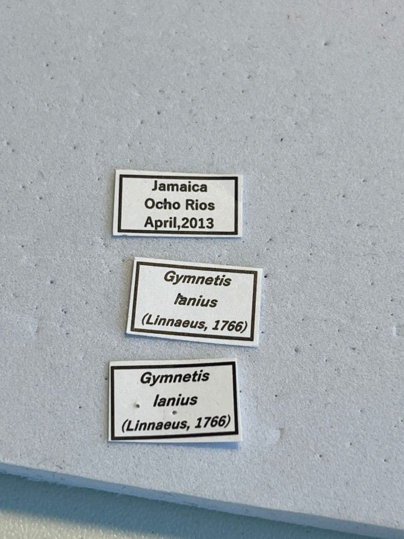 【21mm】ウスイロアヤヒシムネハナムグリ 標本カナブン プラチナコガネタマムシ