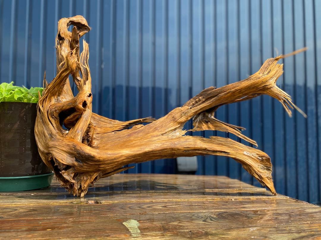 特大 良型 流木 A801 ホーンウッド