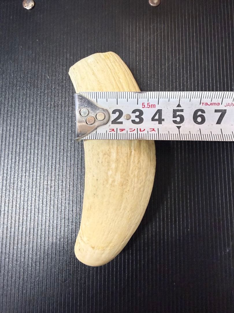 ★ 鯨歯 マッコウクジラ 印材や工芸品に