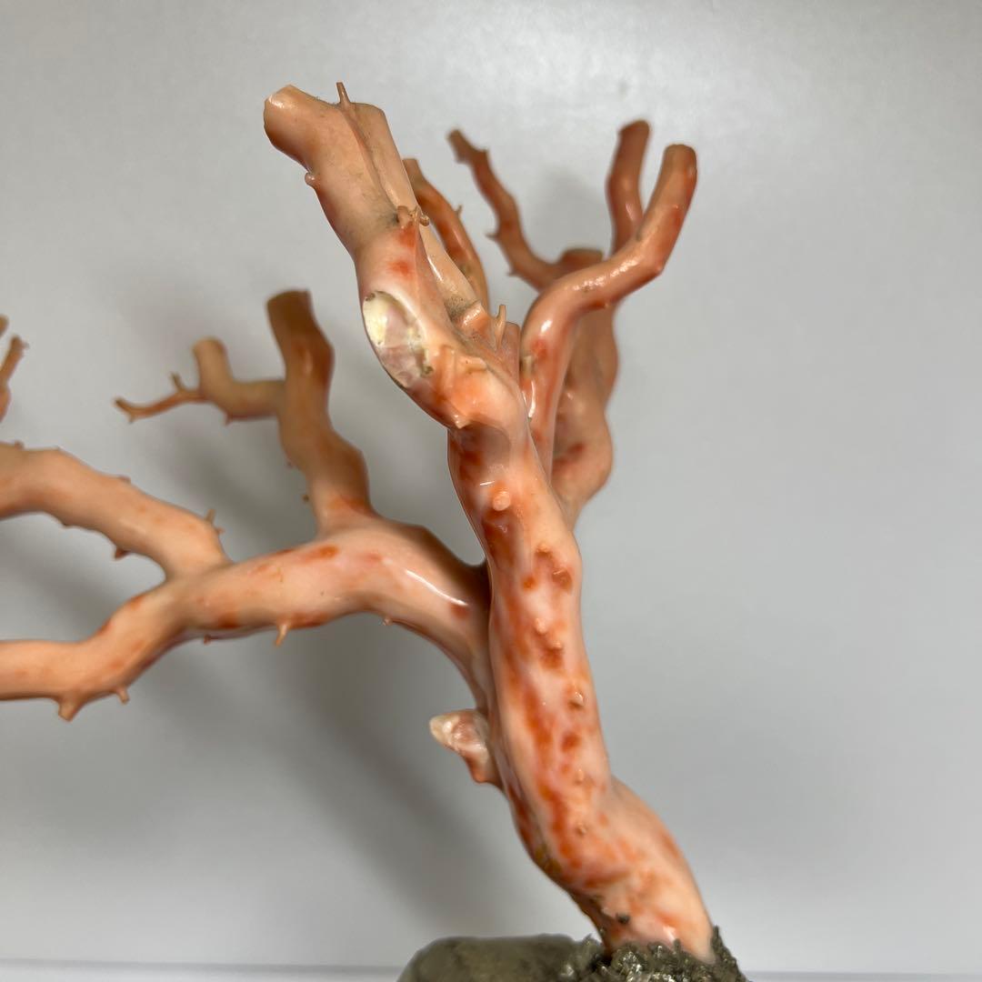 特大　極太桃色珊瑚　台付　3674g 東Y7-1106☆2Fトコオ