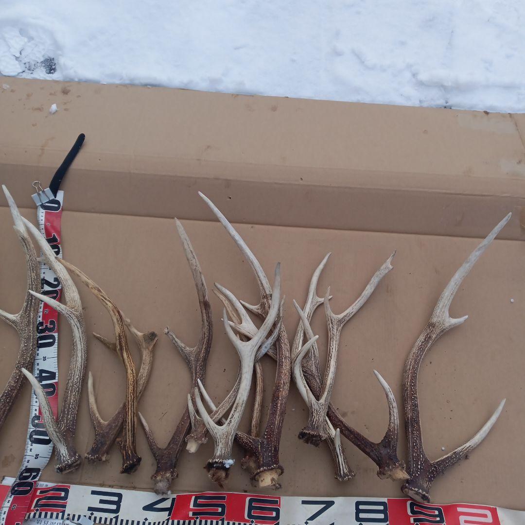 S*i様 蝦夷鹿の角、犬のおもちゃ、工芸品などに １１番