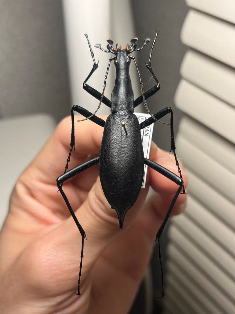 【蝸牛被最大種】フクエマイマイカブリ ホンマイマイカブリ 昆虫標本