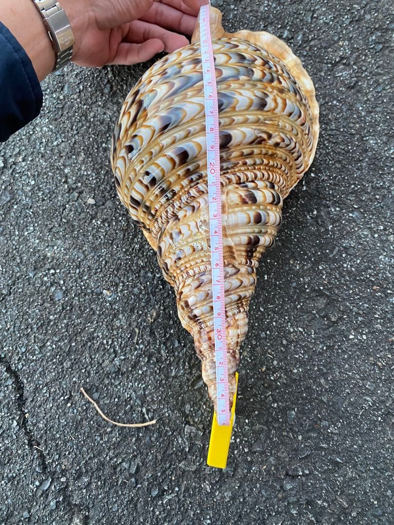 法螺貝　ホラ貝　特大サイズ　36cm 888g 色合いが綺麗　新鮮法螺貝